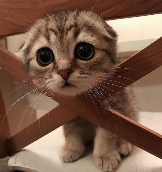 Kittenforever4's tweet photo. Can these eyes lie? 😻♥️ #ilovemycat #instacat #kitten #kittens #kittensofinstagram https://t.co/LHQ9d6nnZm