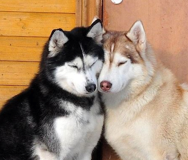 WeLoveDogsUSA's tweet image. "Love Birds"
"Just Married"

#Huskies #DogsInLove