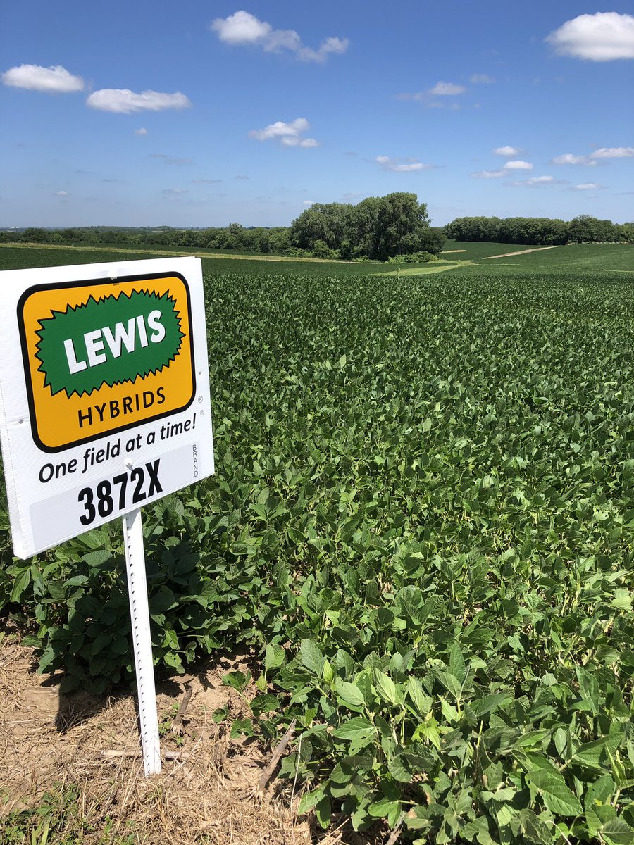 Todd Pedersen tweet media