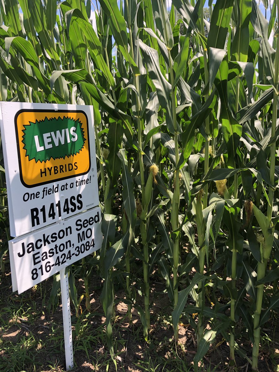 Todd Pedersen tweet media