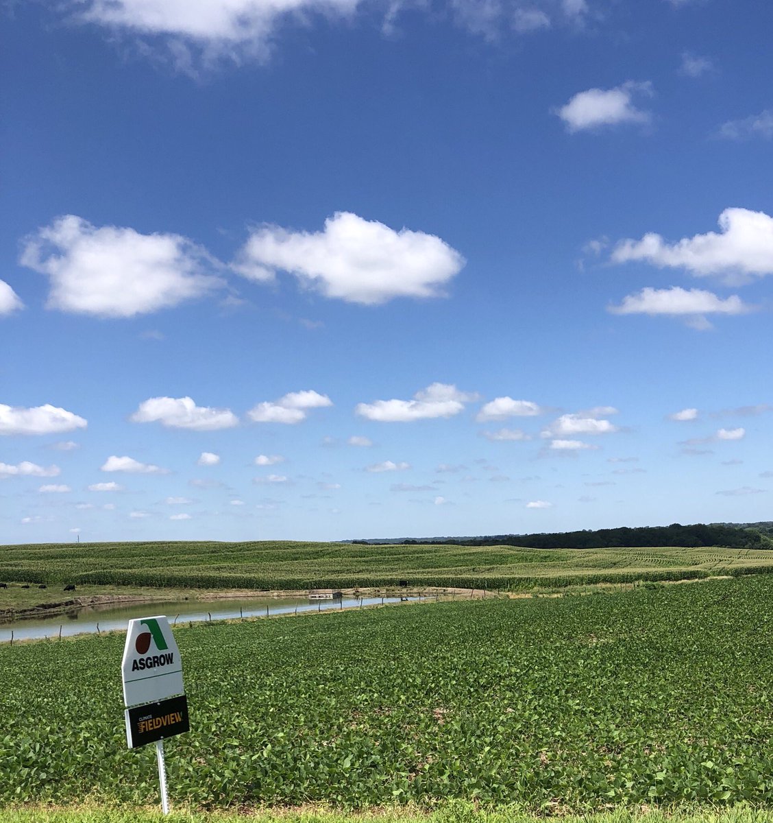 Todd Pedersen tweet media