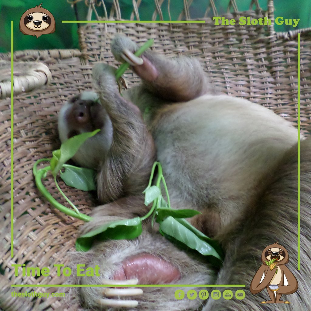 The_Sloth_Guy's tweet photo. #nature #wildlifephotography #travel #animals #adventure #photography #naturephotography #safari #photooftheday #conservation
#sloths #slothlife #sloth #instasloth #slothlove #slothlover #animals #slothy #slothmeme #slothsofinstagram #slothofinstagram
#love #instagood https://t.co/TdWvxwetPN