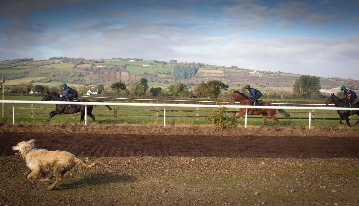 WillieMullinsNH's tweet photo. I’m sad to report that we lost Riley this week. He was a great character in our yard for a long time and a real favourite with all our staff, owners and visitors. RIP Riley, you will be missed https://t.co/4PXBcRaQ9E