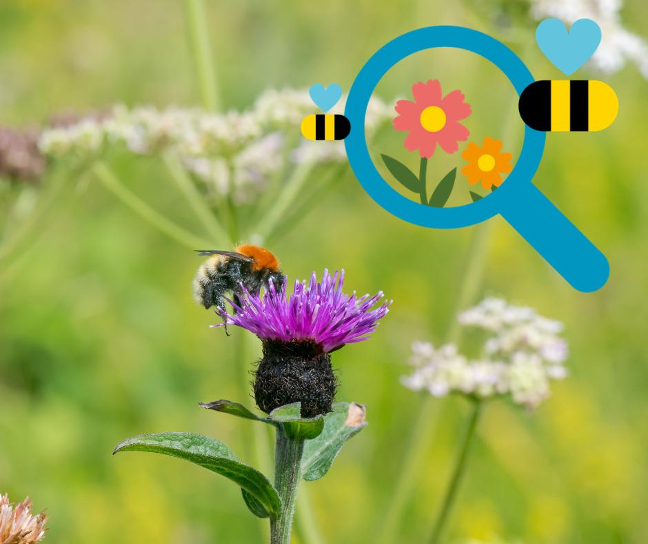 Check out our Bee kind tool which can help you improve your #garden for #bumblebees! With over 700 plant suggestions, there's something for everyone's garden! #BeesNeedsWeek
beekind.bumblebeeconservation.org
#beefriendly #wildlife #nature