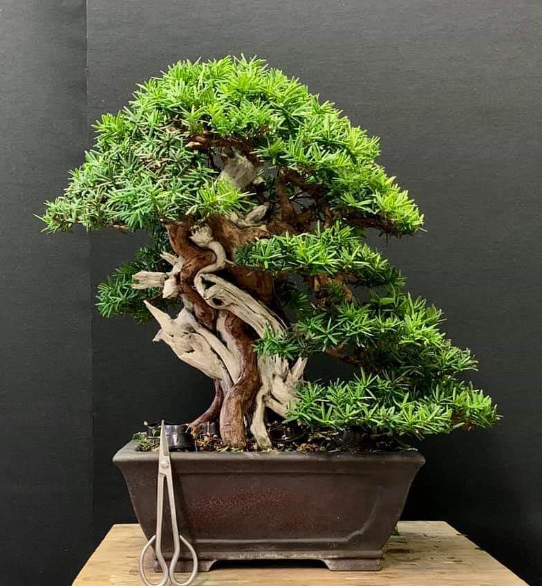 bonsaimente's tweet photo. Árbol: Taxus Baccata. 
Foto de Marco Tarozzo.
Siguelo y disfruta de los trabajos de Marco en su cuenta de Instagram @marcotarozzo
.
#盆栽 #บอนไซ  #분재 #бонсай #盆景 #Bonsaï #HagamosBonsai #ItalianBonsai https://t.co/RY244XoMDf