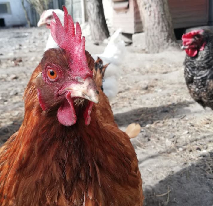 2020 WingFest 5km Fun Run tweet media