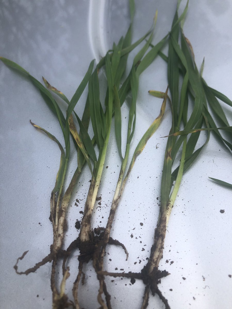 AimeeKilpatric2's tweet photo. Chalk and cheese. Farmer picked these plants. No Traces/urea applied yet. Treated BSN (left) and Competitor treatment (right). For a small cost out of your fert budget why wouldnβt you put BSN on your seed at seed cleaning? #seedvigor #seednutrients #wimmeramallee #plant19 https://t.co/f7gsm7mzLS