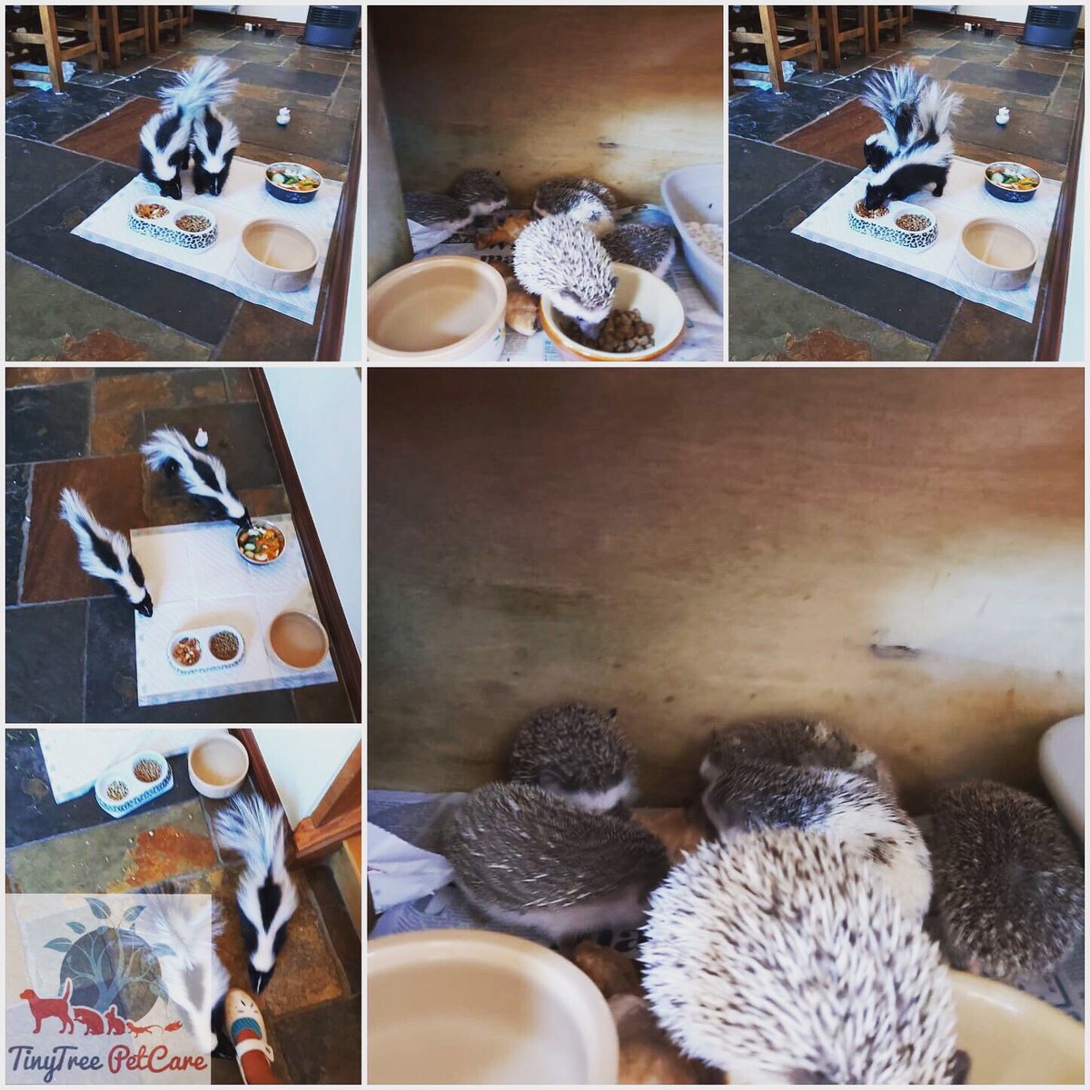 Home visits for skunks and hedgehogs today! #skunks #hedgehogs #petsoftwitter #homevisit #petcare #petsitting