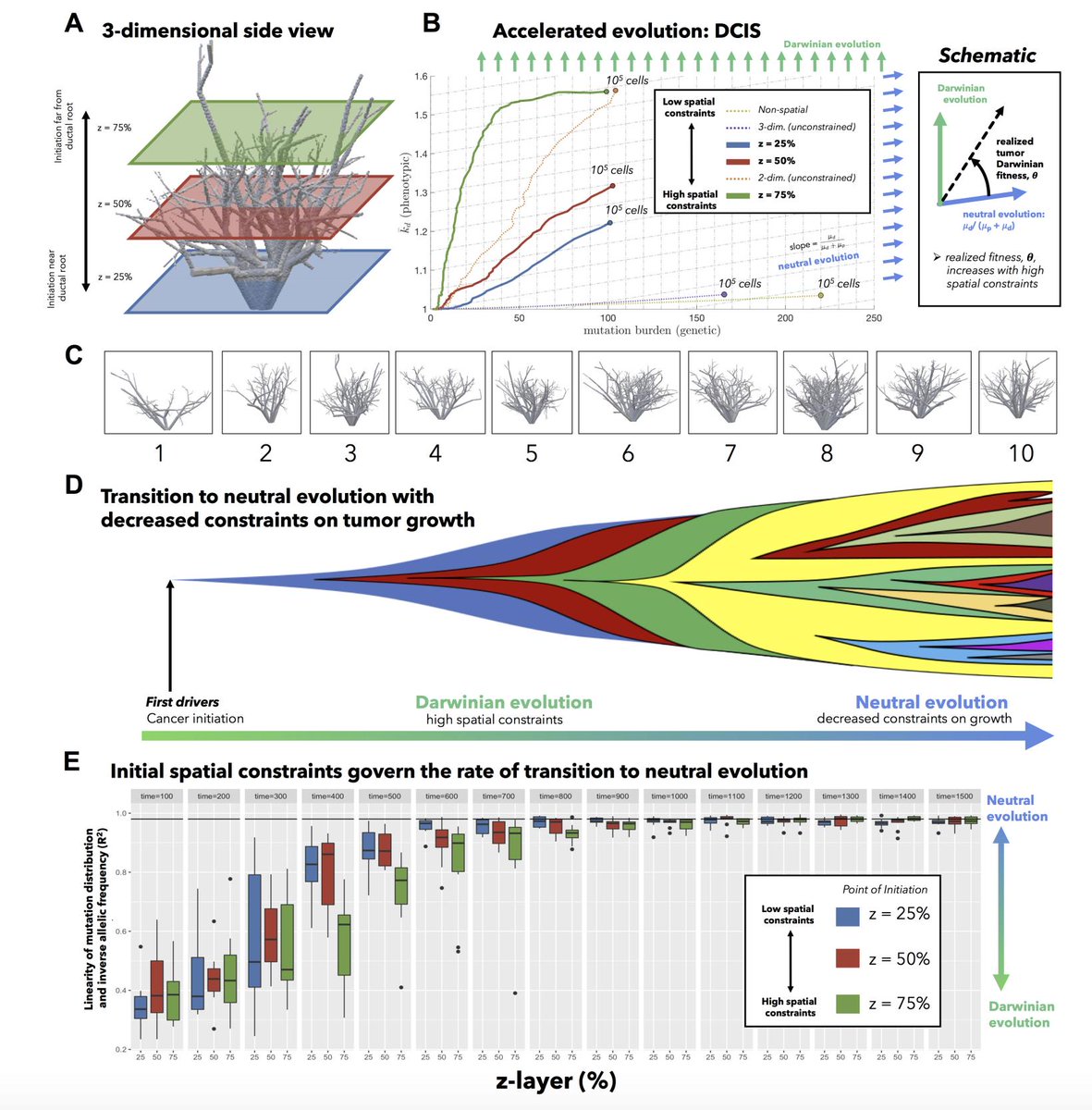 mathoncbro's tweet photo. Version 2 of our #SpaceAcceleratesEvolution preprint on @biorxivpreprint. NEW: thru simulated sequencing (over time) we quantify the linearity of the 1/f power-law distribution (fig. 3E) and repeat the analysis 10x.
https://t.co/LtpoS8gSKg https://t.co/5oWrdWaMfo