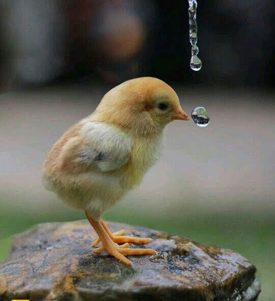 2020 WingFest 5km Fun Run tweet media