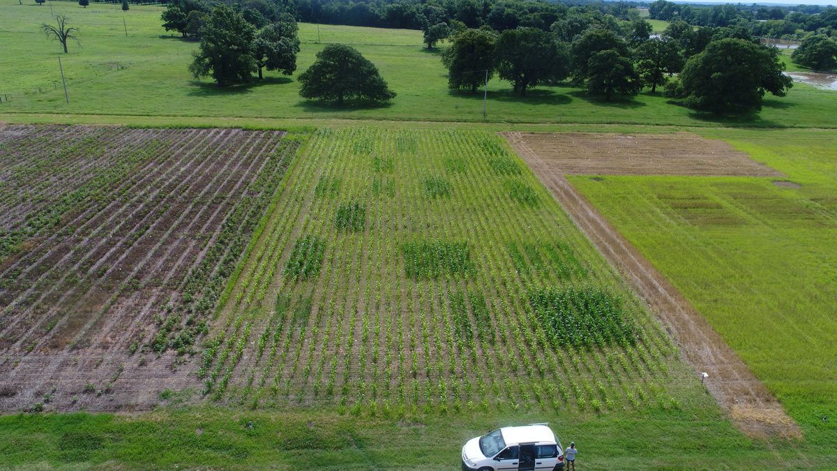 2019 Summer crop trials have been a "challenge". But what we have is really cool. In this study Michaela is looking at how long can #Nitrogen application be delayed in #Sorghum. N is applied every 7 days to a trt until mid bloom. Yield, protein and starch will be evaluated.