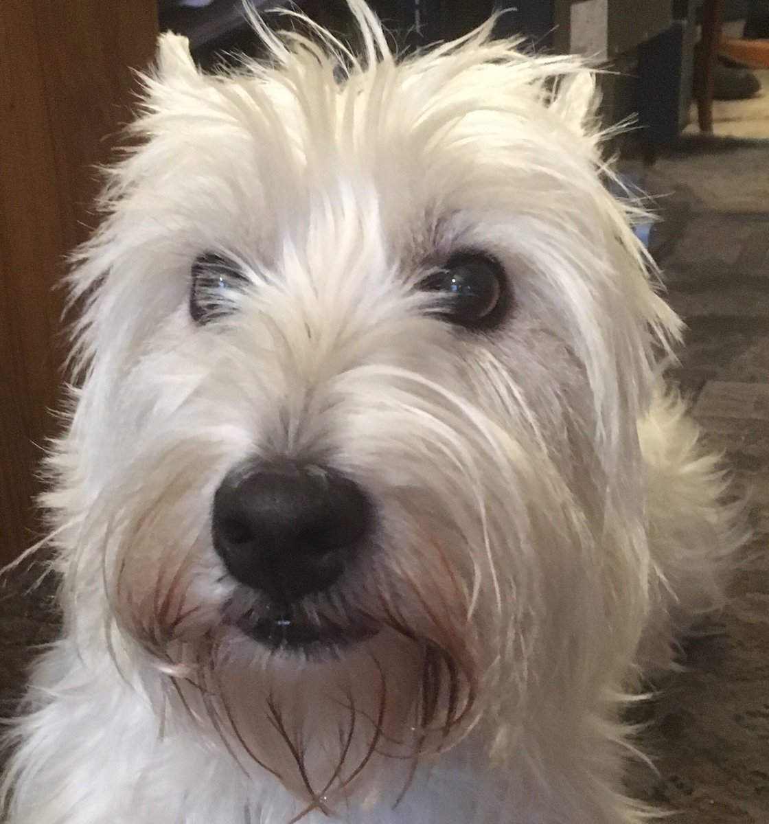 DogDazeUK's tweet image. Tikki loves the lamb best, then duck and finally turkey. This is her usual reaction to seeing her bowl full of #Forthglade.