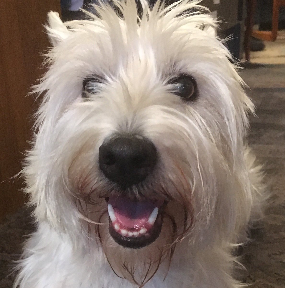 DogDazeUK's tweet image. Tikki loves the lamb best, then duck and finally turkey. This is her usual reaction to seeing her bowl full of #Forthglade.