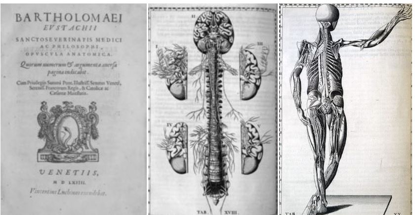hekint's tweet image. The #EustachianTube connecting the inner ear to the throat was described in the 16th century by Bartolomeo #Eustachio, member with Andreas #Vesalius and Gabriele #Falloppio of the Anatomical Trinity from which modern scientific #anatomy had its birth. bit.ly/2XZukRs