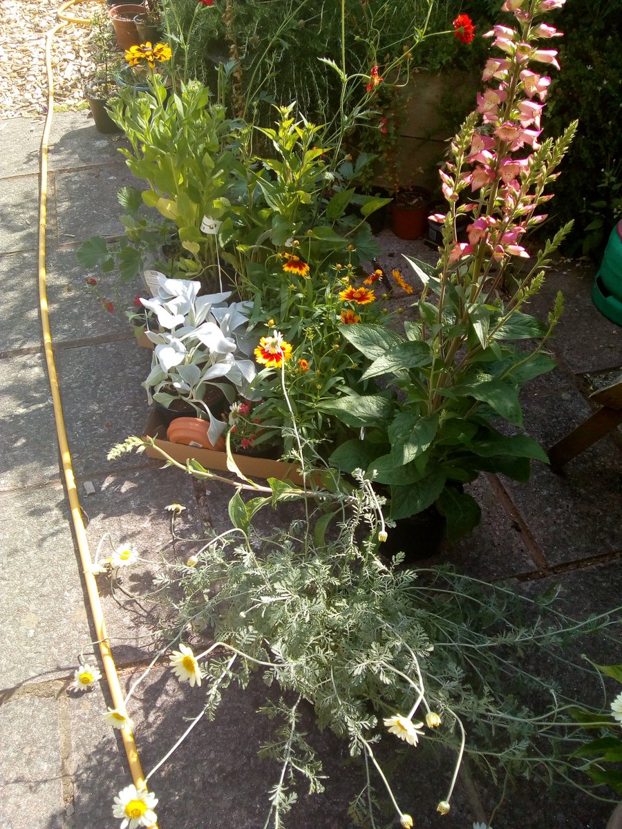 We nipped into Combe Garden Centre today to have a coffee in their new cafe - The Kitchen. Ended up devouring a very tasty lunch, coffee and cake, &amp; came away with this lot. It's a lovely new dining space for our town, and good plants too! <a href="/combe_estate/">Combe Estate</a>