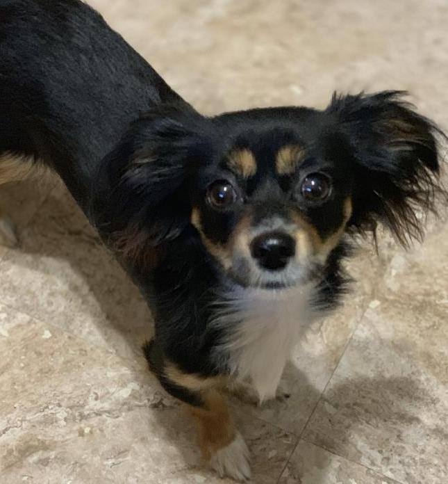 Lost Dogs Illinois On Twitter Lost Glenellyn Il Roosevelt