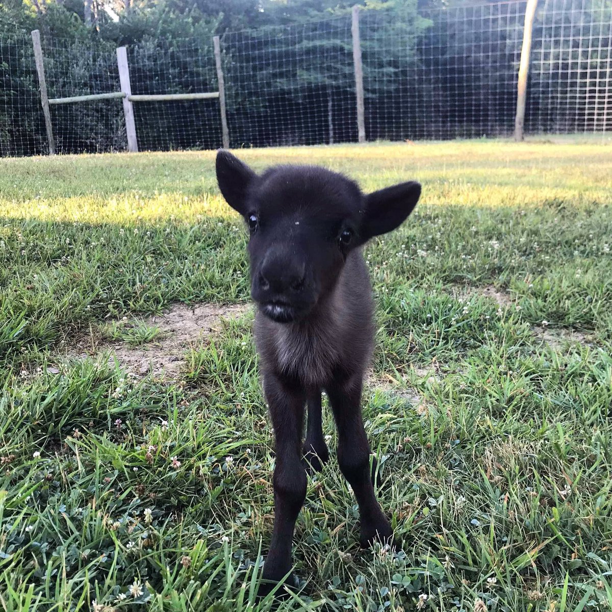 ReindeerRidge's tweet photo. Happy Friday from Rudy ☀️ https://t.co/pZVotCUAOG