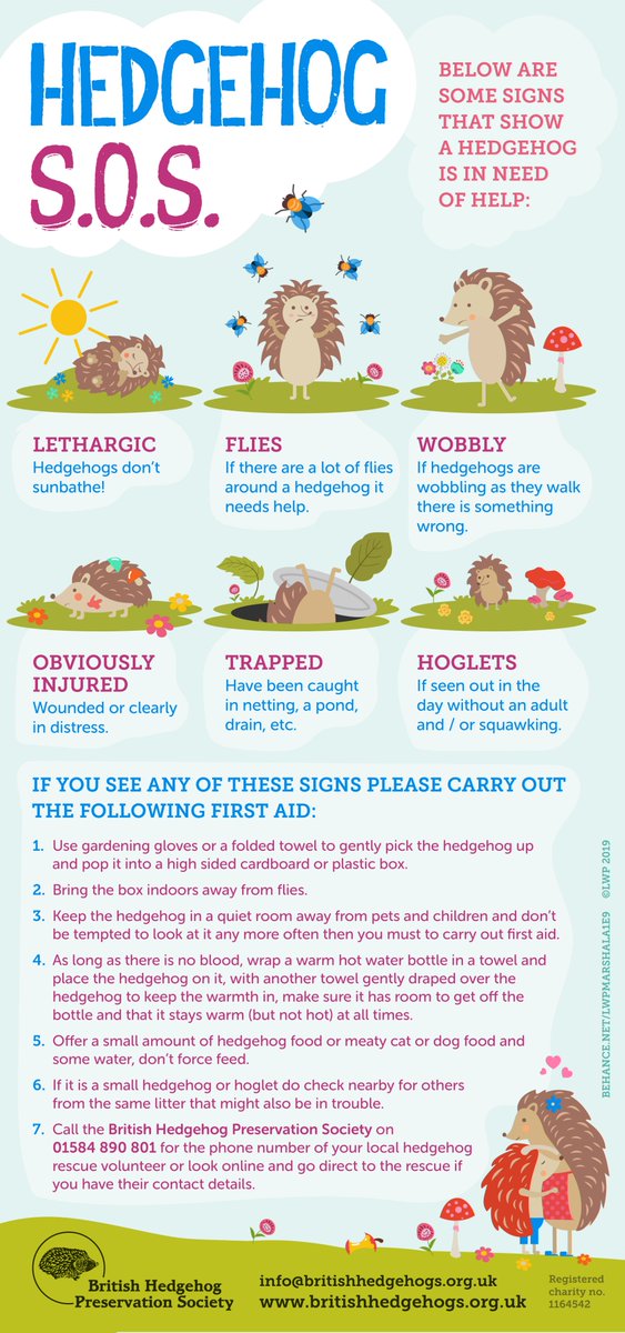 hedgehogsociety's tweet photo. Hedgehog SOS - please share! Getting this information spread far and wide will save hedgehog lives. https://t.co/jJjesO6VST