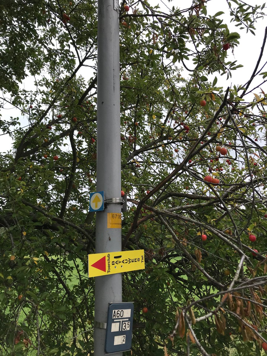 Vandaag zijn alle pijlploegen onderweg geweest. Alle routes zijn uitgepijld. Ook de startlocatie bij <a href="/TsvTheole/">Theole</a> is ingericht. Alles is dus klaar om de deelnemers te ontvangen.

Inschrijven voor de <a href="/GEJO_Cycleworld/">GEJO Cycleworld</a> Kersentocht kan nog! Meer meer info op batauwers.nl/kersentocht