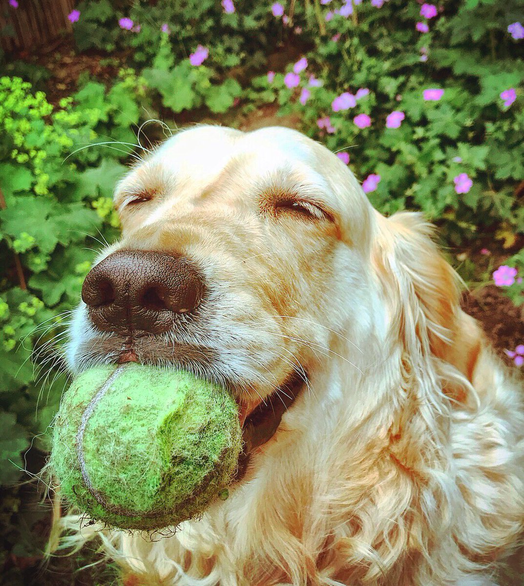 Mia finds it extremely funny that #SerenaWilliams is still looking for her tennis ball. #Wimbledon2019 #goldenretriever