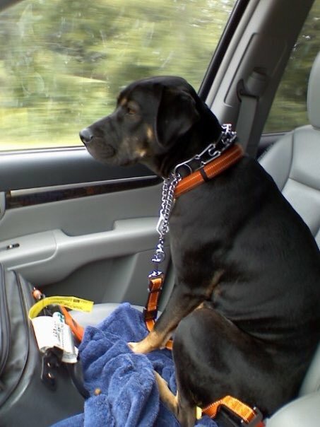 Readygov's tweet photo. Include pets 🐾 in your storm preparations. Add these items to your go-bag:

💊 Medication 
📋 Copies of records 
🐕 I.D. tags, carriers &amp; leashes 
🐈 Food, treats &amp; favorite toys 

For more tips, visit https://t.co/4ARIZS7wds
#Barry https://t.co/1HJiWFYYdf