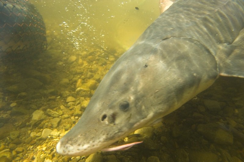 MichiganDNR's tweet photo. We're excited about strong support for the reintroduced Recovering America's Wildlife Act. It could mean $27 million more a year for on-the-ground conservation in Michigan, a huge boost for fish and wildlife and habitats here at home - https://t.co/a5qXVFC3yE #RecoverWildlife https://t.co/2n4CnRyDhy