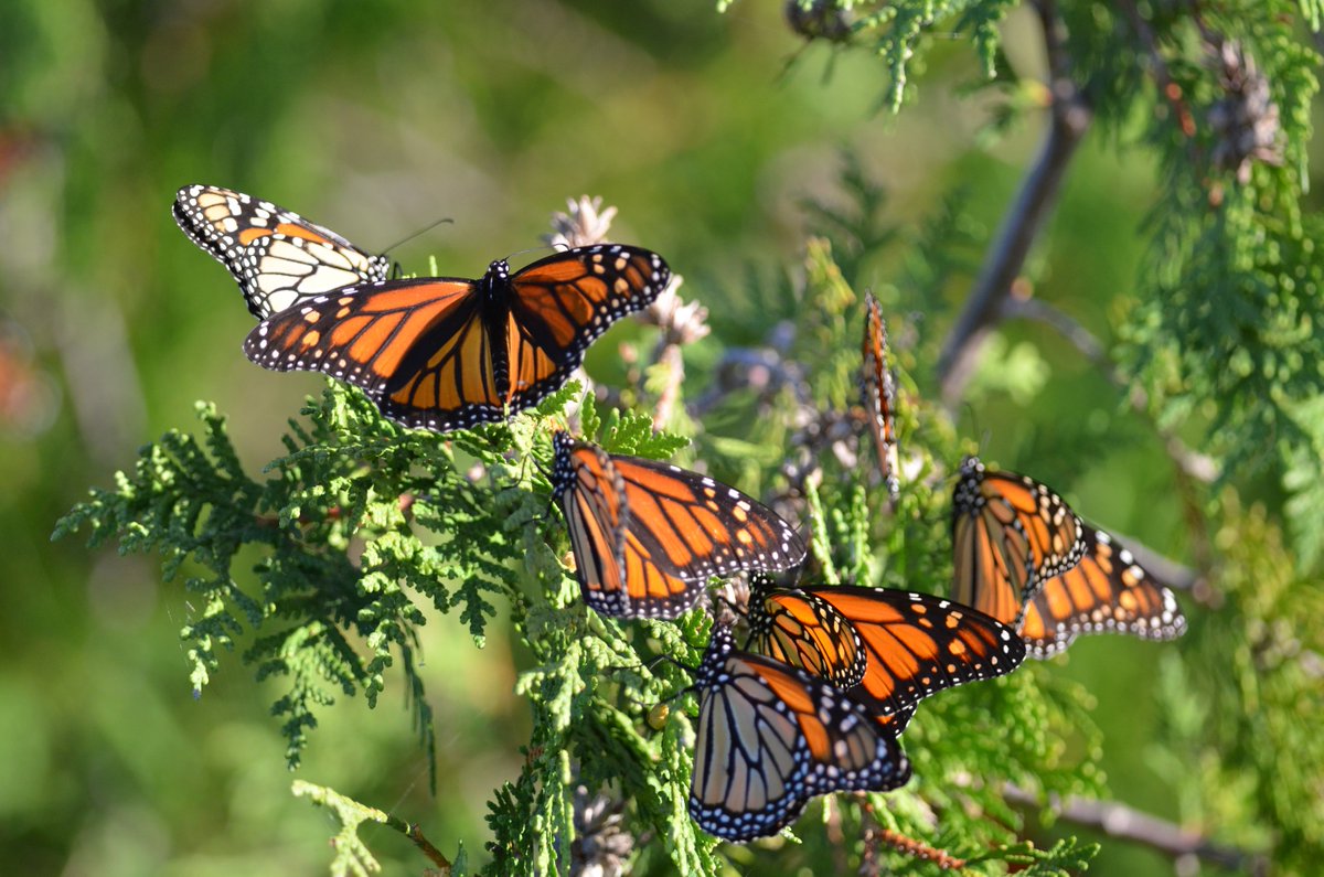 MichiganDNR's tweet photo. We're excited about strong support for the reintroduced Recovering America's Wildlife Act. It could mean $27 million more a year for on-the-ground conservation in Michigan, a huge boost for fish and wildlife and habitats here at home - https://t.co/a5qXVFC3yE #RecoverWildlife https://t.co/2n4CnRyDhy