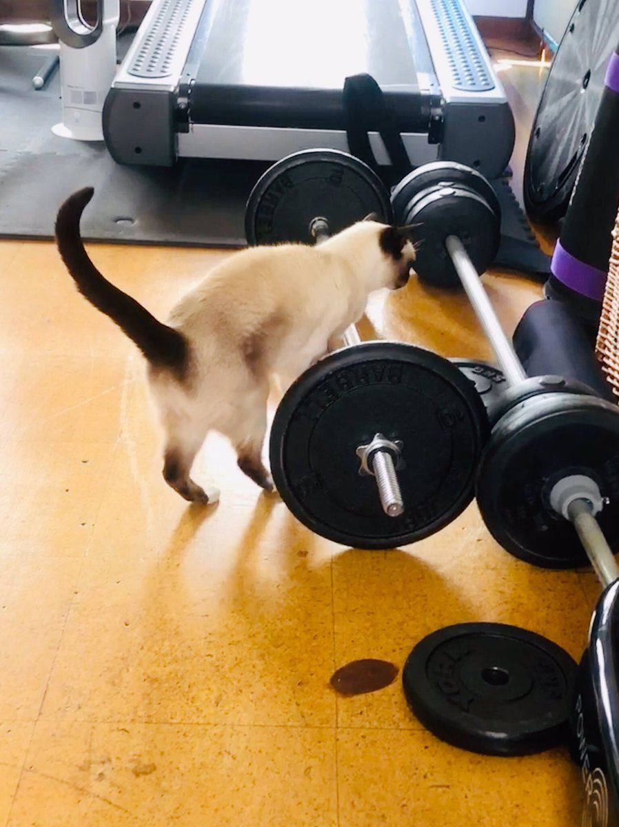 myleftfang's tweet photo. COME ON MY MUM! PICK THIS BIG THING UP! OK, I’LL SHOW YOU HOW IT’S DONE! #PersonalTrainerCat #UniformPlease https://t.co/ExF3jMUKPO