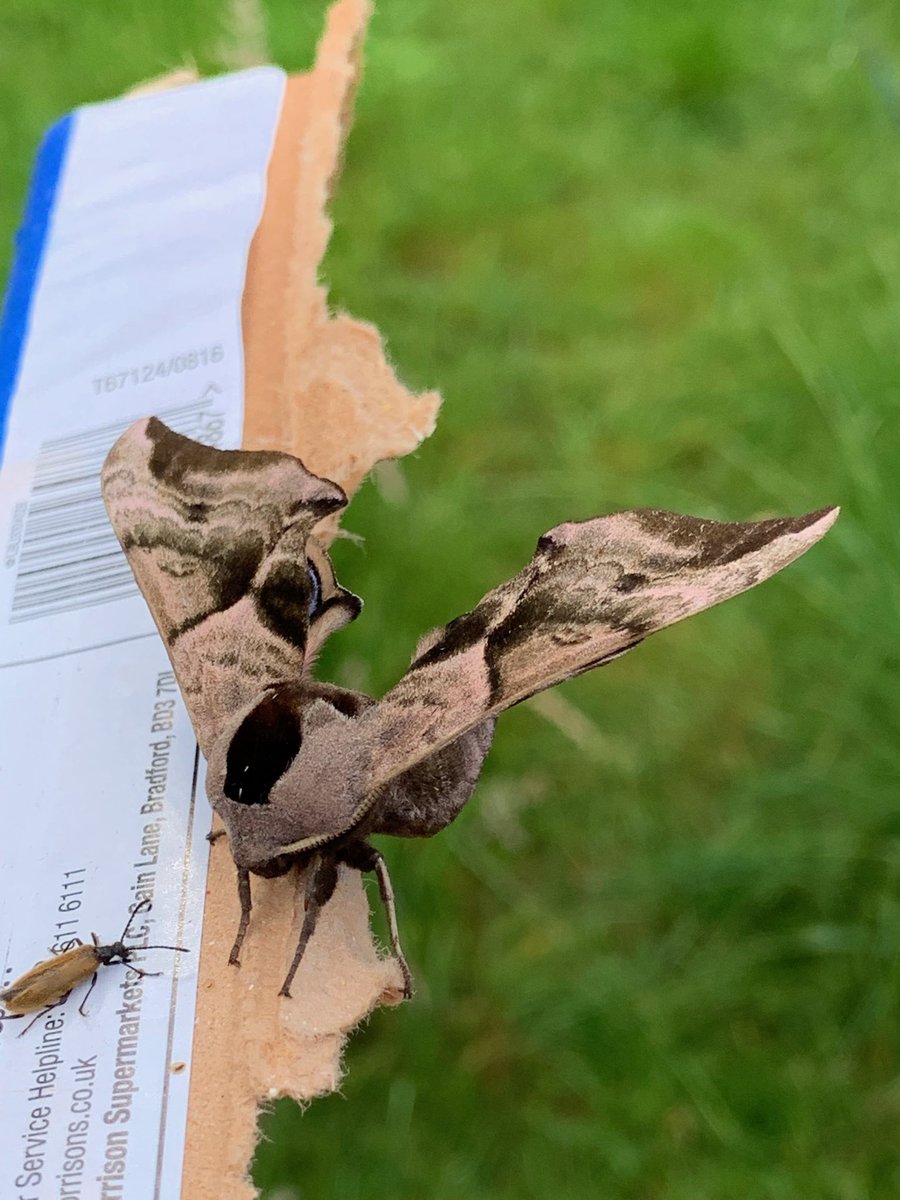 TimBrown33's tweet photo. Finally got moth trap built and had a good catch last night! First Eyed Hawkmoth I’ve ever seen and in the garden to boot. Hope it shows it’s eyes before departing! https://t.co/e2gwtrfDYc
