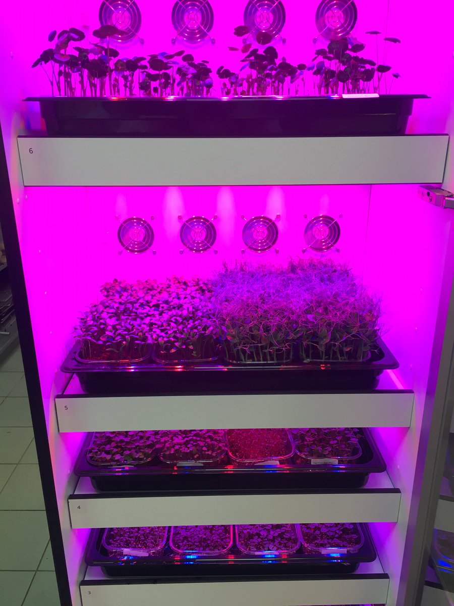 New toys, happy boys