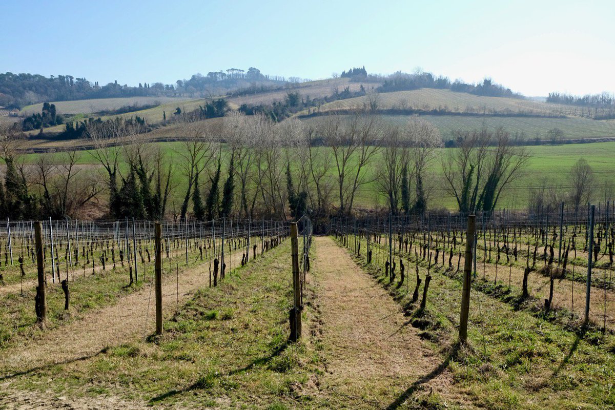 terroirreview's tweet photo. The new generation in Emilia-Romagna is working with traditional grapes and ancient techniques to make wines that feel all-new. #wine #romagna #romagnasangiovese https://t.co/5pY9KAaYmi https://t.co/Bnf9K1QzUR