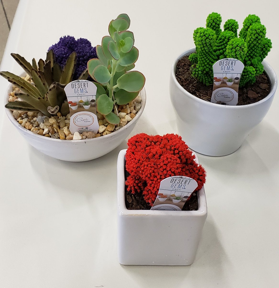WBenabeCF's tweet photo. If you're looking for a gorgeous, easy-care houseplant get a Desert Gems.They are perfect for decorating desks and tabletops.  
They are real cacti.
Easy to grow.
The color don't Fade.
You can find them at your neighborhood Home Depot
@TerryThurst  @CherieVelez75 @bjryan3 https://t.co/KHDJ8tkHZm