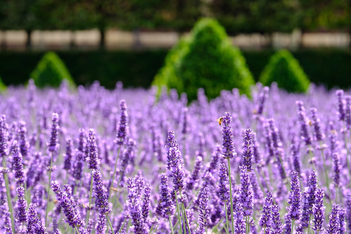 hamhousegarden's tweet photo. The Cherry Garden lavender is still showing off... https://t.co/7KIu0MiPxb