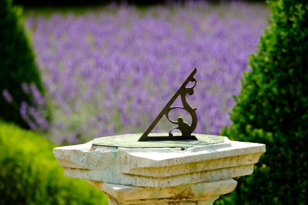 hamhousegarden's tweet photo. The Cherry Garden lavender is still showing off... https://t.co/7KIu0MiPxb