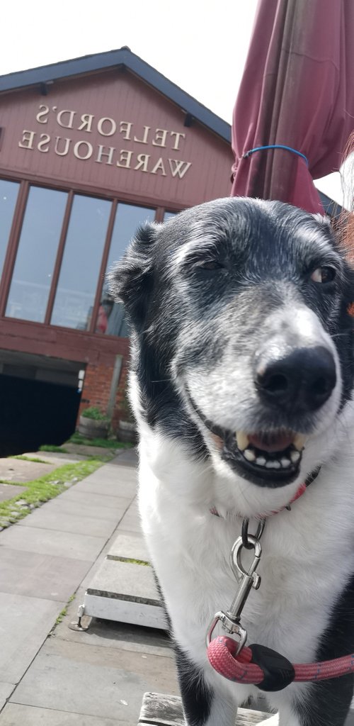 peterthecheese's tweet photo. Maizie enjoying one too many @Telfords 😂 #chester #dogfriendly #weekend https://t.co/OgCqpTBvBq