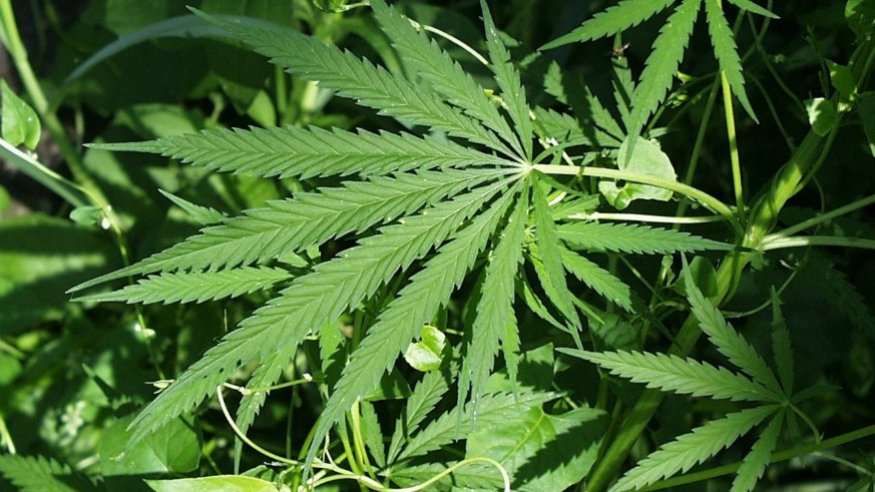 MN Campaign for Full Legalization tweet media