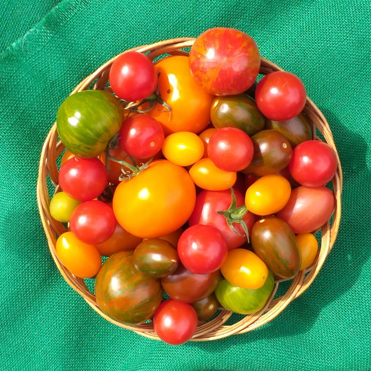 Ivycottagebaker's tweet photo. #tomatoes 😎 #nofilter needed #fruitsofnature looking forward to a #fresh #tomatosalad with #garlic #chilli #oliveoil #balsamicvinegar #tasteofsummer #heritagetomatoes #variety #delicious https://t.co/opJecj0ASi