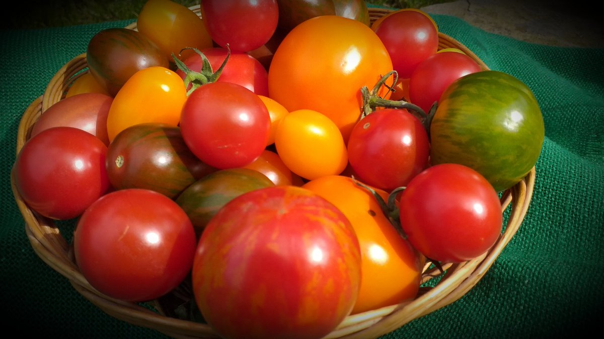 Ivycottagebaker's tweet photo. #tomatoes 😎 #nofilter needed #fruitsofnature looking forward to a #fresh #tomatosalad with #garlic #chilli #oliveoil #balsamicvinegar #tasteofsummer #heritagetomatoes #variety #delicious https://t.co/opJecj0ASi