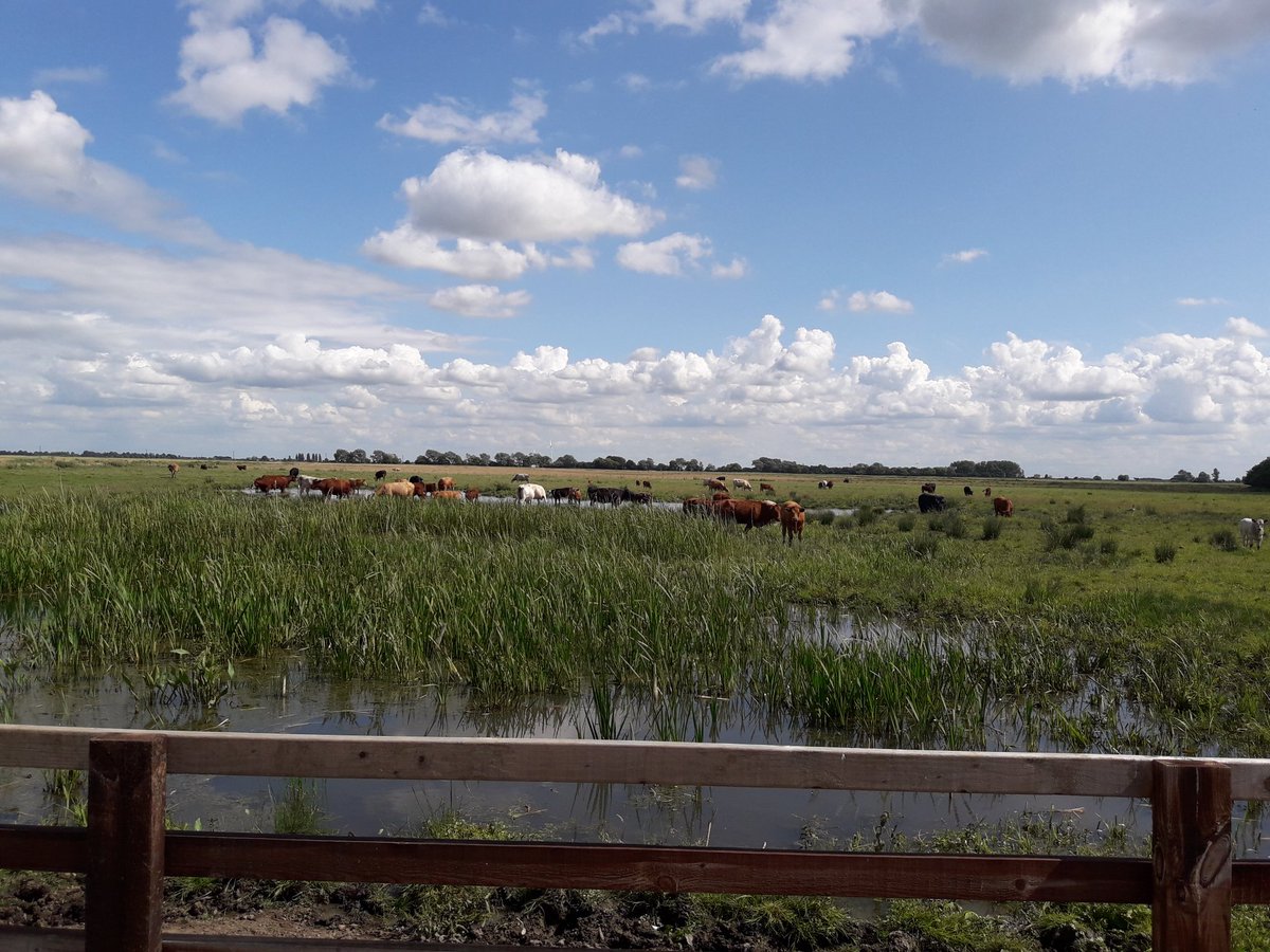 southlincsfens's tweet photo. I never tire of this wonderful view of @LincsWildlife nature reserve #willowtreefen @southlincsfens https://t.co/8CPBFPbKGN