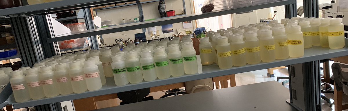 And the counting begins! 115 samples in total...