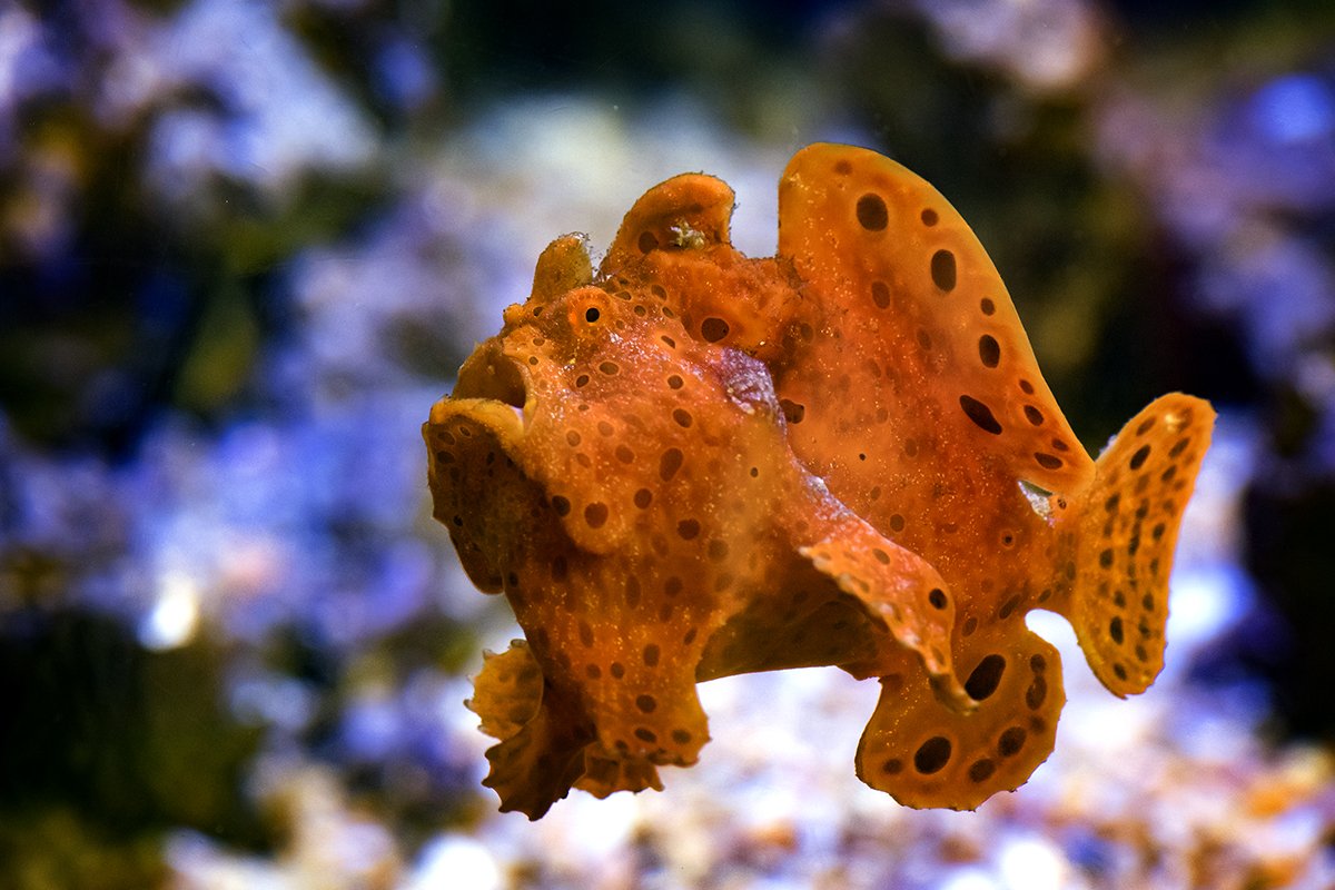 RipleysAquaCA's tweet image. Unlike many animals that use camouflage the frogfish will take several weeks to fully change its colours. #FeaturedFishFriday