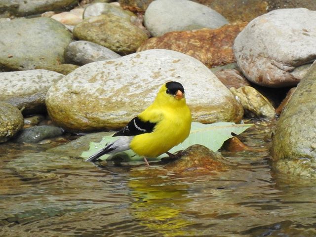 Seriiiously's tweet photo. Goldfinch!Β ππΏΒ #seripixelbiologist #pixelbiologist #seriiiously #leafyforest #northcarolina #mountainsofmay #blueridgemountains #goldfinch https://t.co/xUtsDflyGz https://t.co/oHQr4DeAPy