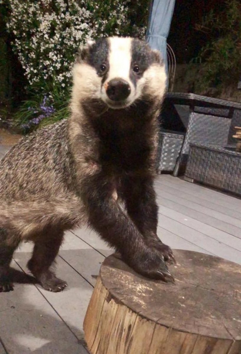 LumpyandFriends's tweet photo. Yoo Hoo anyone home? 🤣🐾🐾❤️ It has to be Mr Lumpy, that little face 🥰@highpeakbadgers @DerbyshireBevs  @DomDyer70 @BadgerTrust @AMAZINGNATURE  #badgers #MrLumpyandFriends  #Wildlife #foxes #stopthecull https://t.co/Ho3ssJIuCT