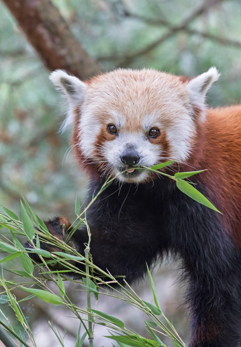 woodlandparkzoo's tweet photo. If you can't make it to #JungleParty, but want to join us in our efforts to create a sustainable future for people and wildlife, please consider making a donation. Gifts of all sizes are important and make a difference! https://t.co/ToPfEjQLSZ #ThankYou #AnythingForAnimals https://t.co/PjJXLEWQ6O