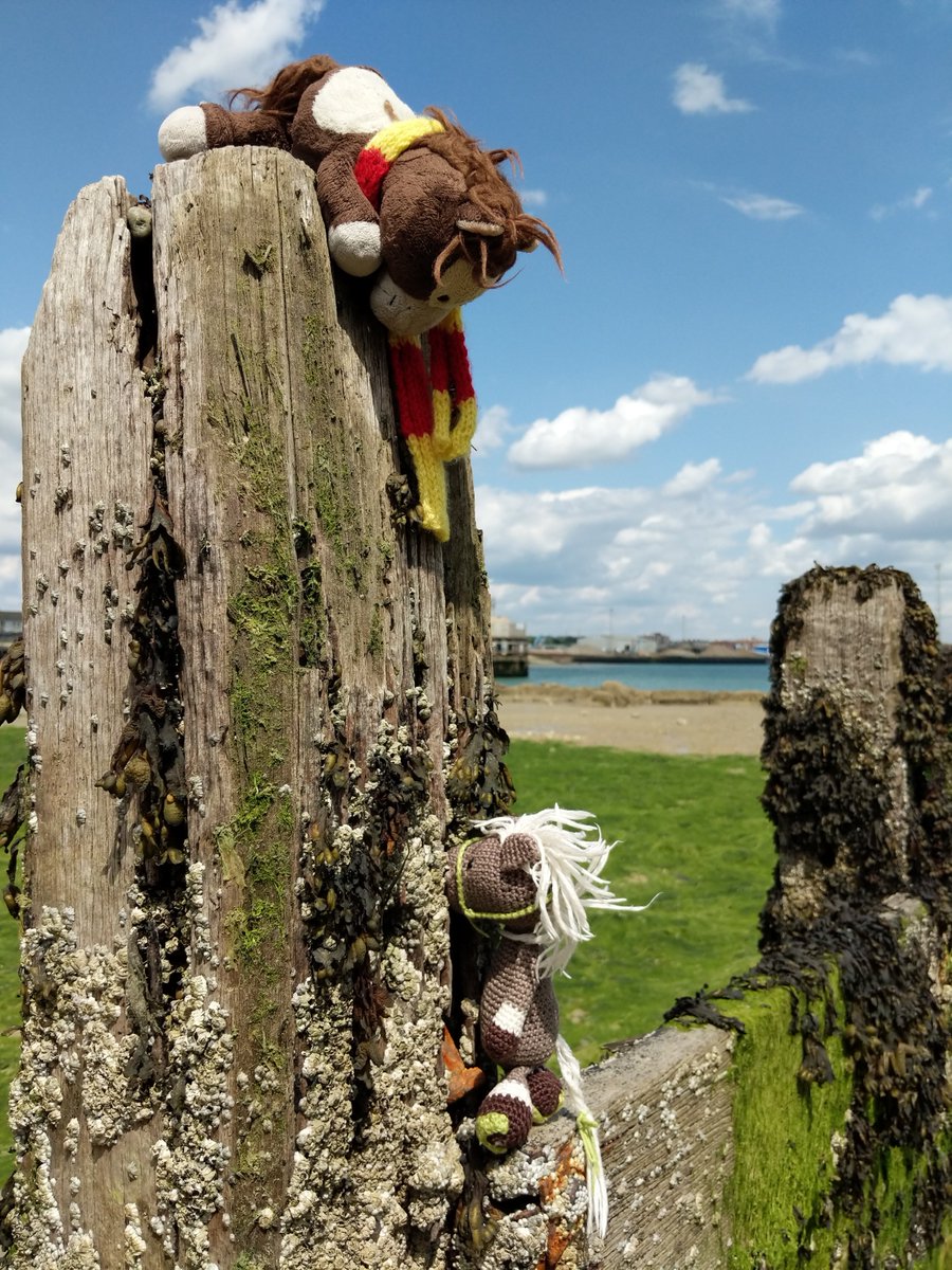 2 of 2.  And after visiting Brighton, we @ReisePferdich and Zuppi stopped at Shoreham Fort -  the sea was calm and the tide was out.. so we went onto the beach!
Sometime, Zuppi needed a hand to climb up onto the breakwater!
A good day out!