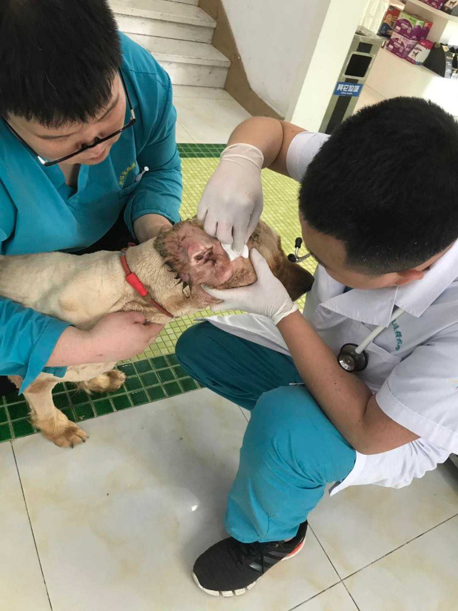 humaneworldnews's tweet photo. SURVIVOR: Our Chinese partner Vshine helped rescue Xiao Ke Lian from an illegal dog slaughterhouse where we suspect he was severely beaten. Please, become a monthly donor to support our work to fight this cruelty &amp; help protect animals like Xiao Ke Lian🙏: https://t.co/CX2lhTEZhp https://t.co/wSES0pOGd2