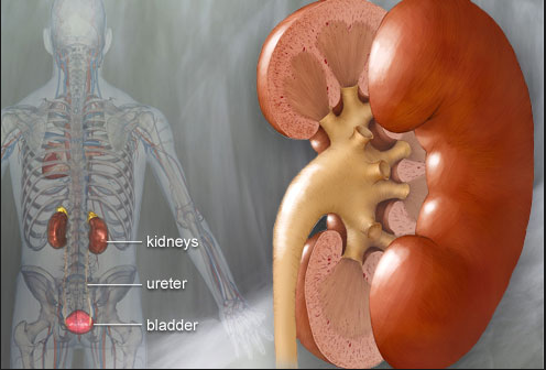 какие симптомы камней в почках у мужчин