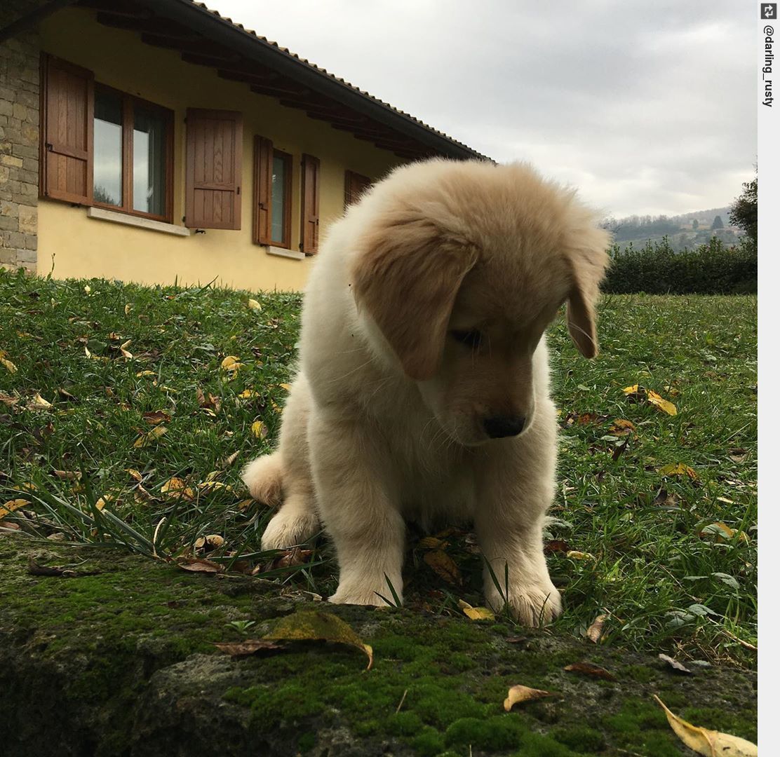 🐶🐕 #goldenretrieversrule #dailyfluff #bestwoof #puppy #puppylove #dogsofinstagram