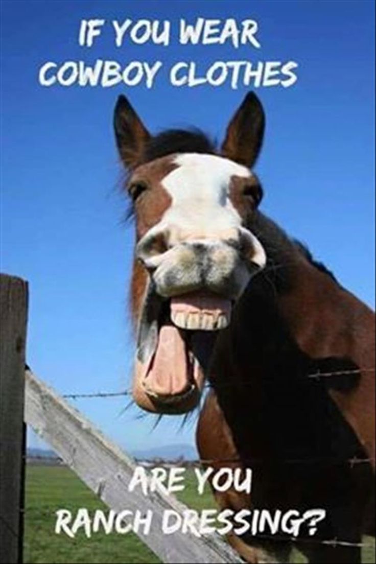 AcresDental's tweet photo. Happy Stampede Friday funny! Enjoy the last weekend of Stampede.#scenicacresdental #Stampede2019 https://t.co/7G9PjjRs6L