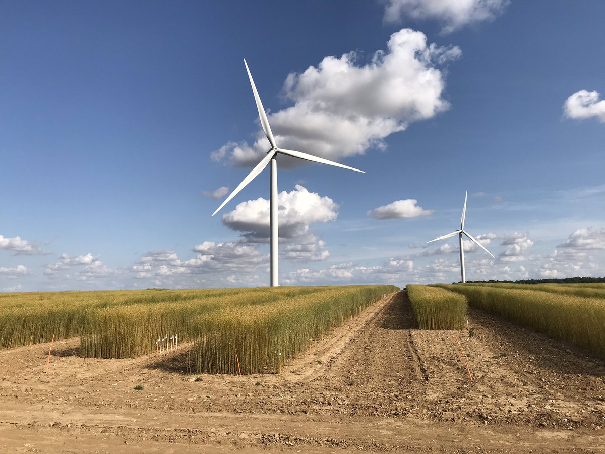 Reynald_Linea's tweet photo. Choix de lignées programme de sélection lin fibre de printemps plus précoce que d habitude. Belles différences de comportements face au stress hydrique... interessant ! #selectionpassion #lin #Ilovelinen #epigenetique https://t.co/1woOIZZ8iB